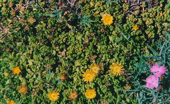 Immer wiederkehrende Mittagsblume im Frühjahr 1999