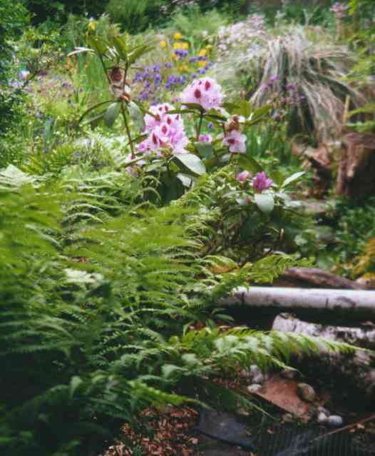 Eine kleine Elfe in unserem Garten