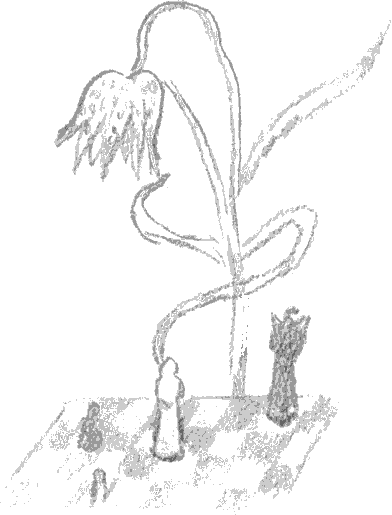 Die Schachbrettblume