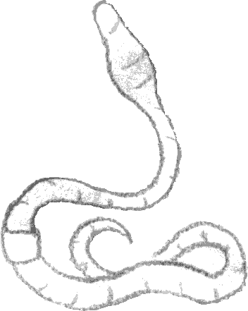 Der Weise alte Wurm