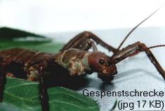 Zum Vergrößern anklicken Bild einer Gespenstschrecke