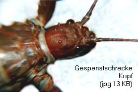 Zum Vergrößern anklicken Kopf einer Gespenstschrecke