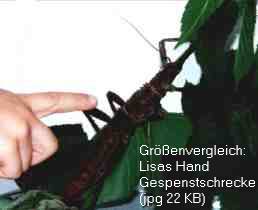 Zum Vergrößern anklicken Größenvergleich: Lisas Hand und Gespenstschrecke