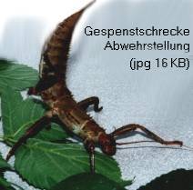 Zum Vergrößern anklicken Gespenstschrecke in Abwehrstellung