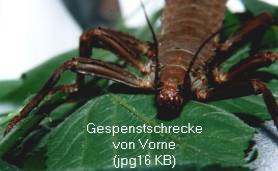Zum Vergrößern anklicken Größenvergleich: Lisas Hand und Gespenstschrecke