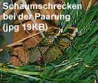 Zum Vergrößern anklicken Bild von Schaumschrecken